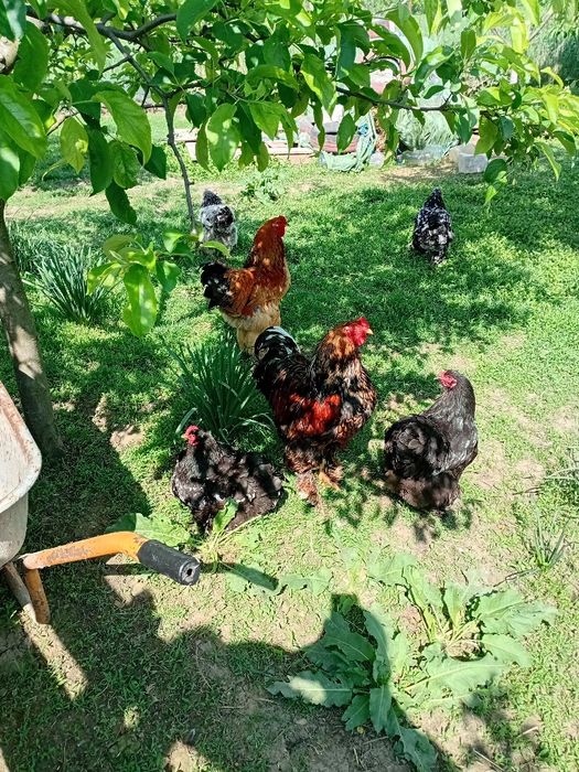 Familie găini Brahma