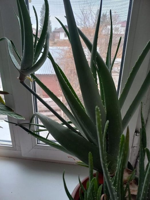 Алоэ вера продам