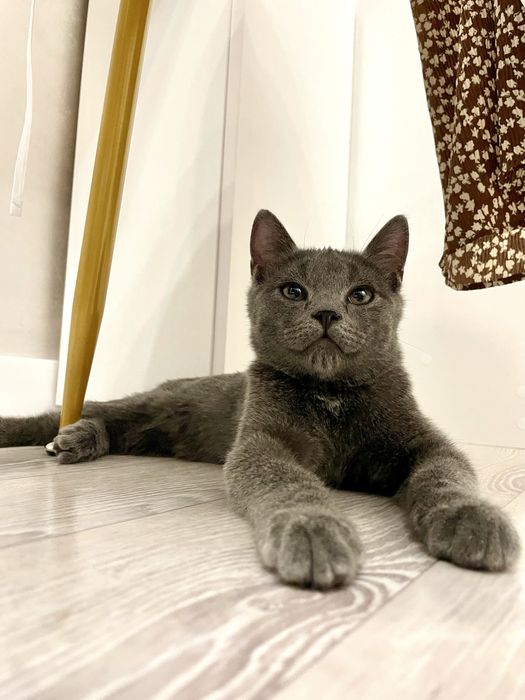 Отдам кота 4 месяца