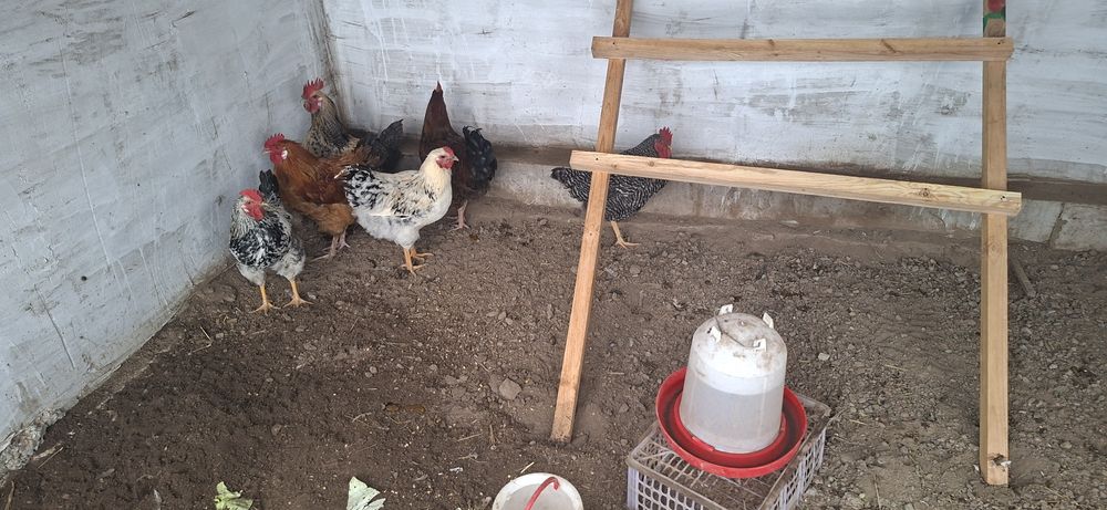 Продам петушки молодые