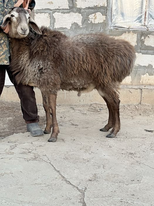Сатылады арашан қошкар