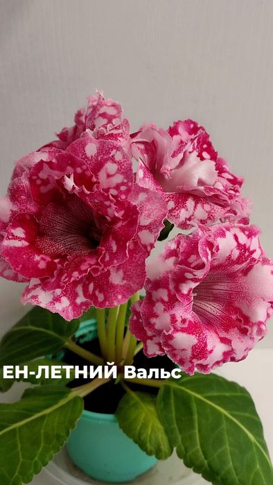 Продажа укор лист сортовых глоксиний