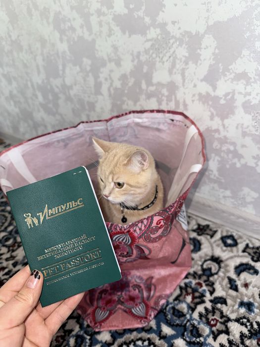 soglom va chiroyli mushuk ismi persik