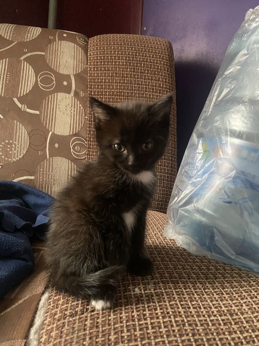 котики (девочки)