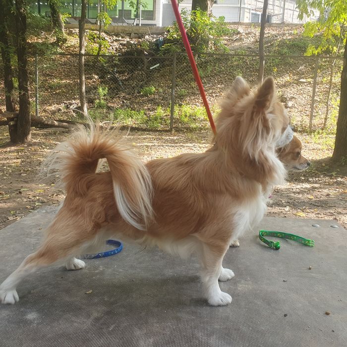 Чихуахуа кобель вязка