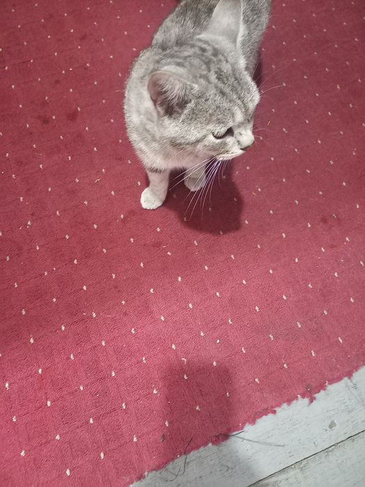 Отдам  бесплатно кота
