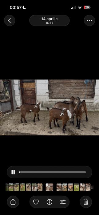 Tapi anglonubieni rasa pura
