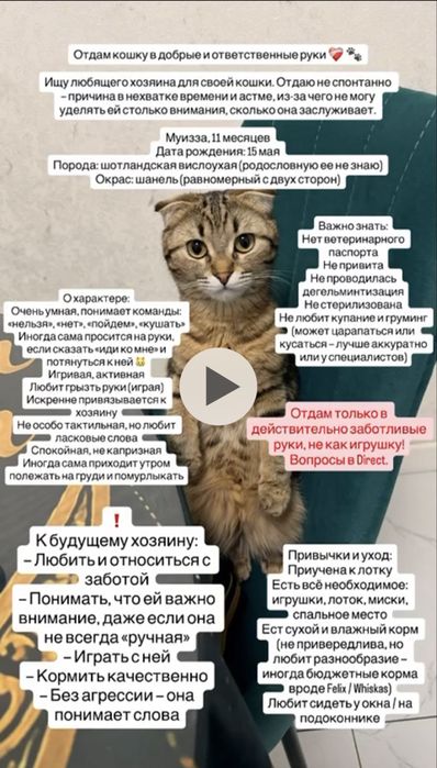 Кошечка Муиза. Находится в Бесагаше.