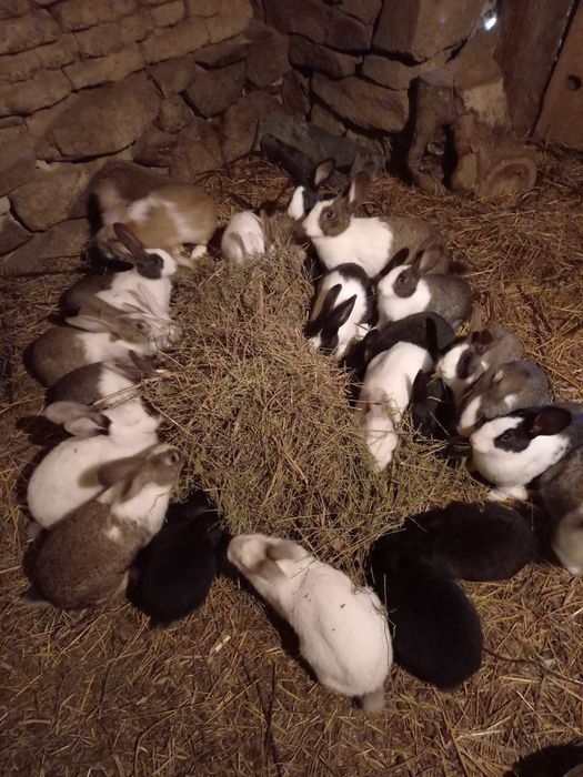 Vând iepurași Hycol de diferite vârste