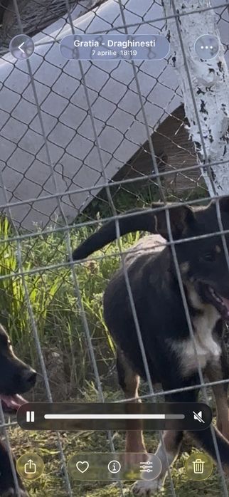 Cateluse spre adoptie