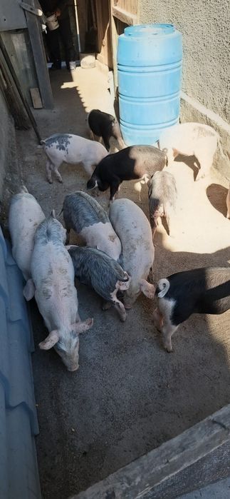 Animale femele si masculi