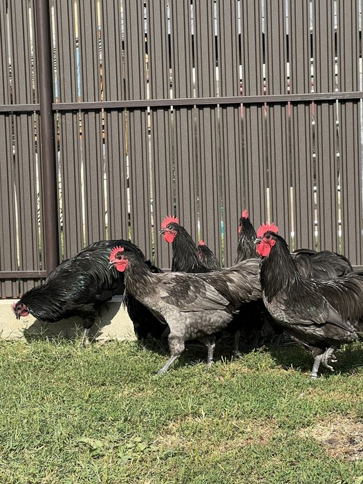 Cocosi australorp negru si albastru