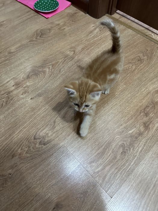 Шотландский котенок