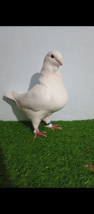 Porumbei Americani AGH