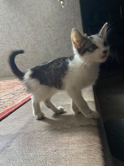 Отдам Котёнка девочку
