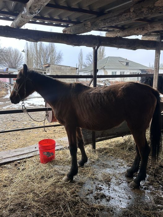 Буаз бие сатылады 2 тума бие