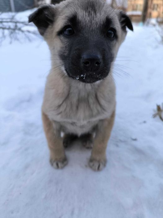 Щенки в добрые руки