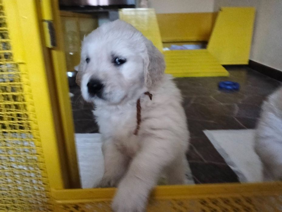 Голдън ретривър момче  и момиче родословен баща