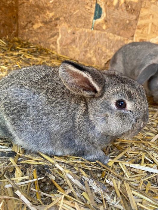 Iepuri de companie rasa Berbec German Pitic