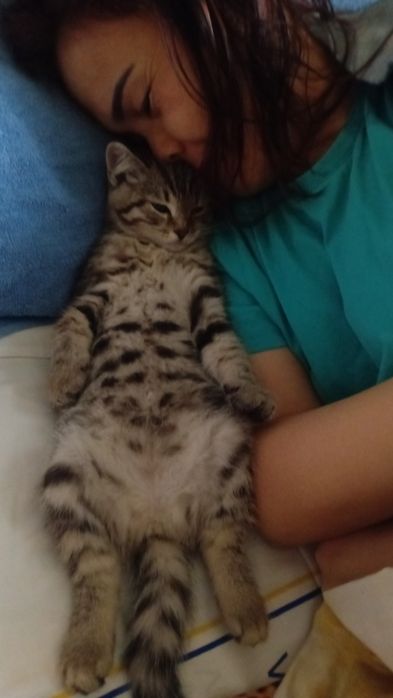 Активная котёнок