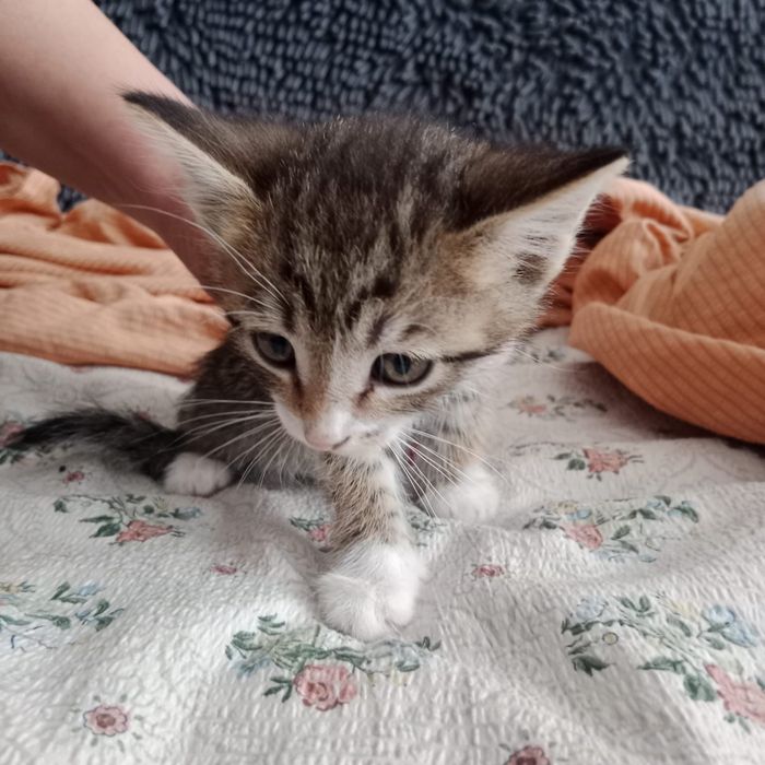 Отдам котят в добрые руки !