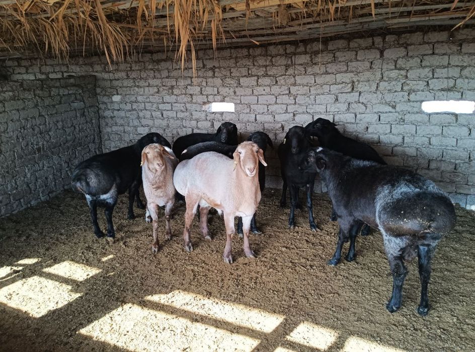 Qo'chqor va qo'zi qo'chqorlar sotiladi tirik vazn 70,000-75,000 so'm