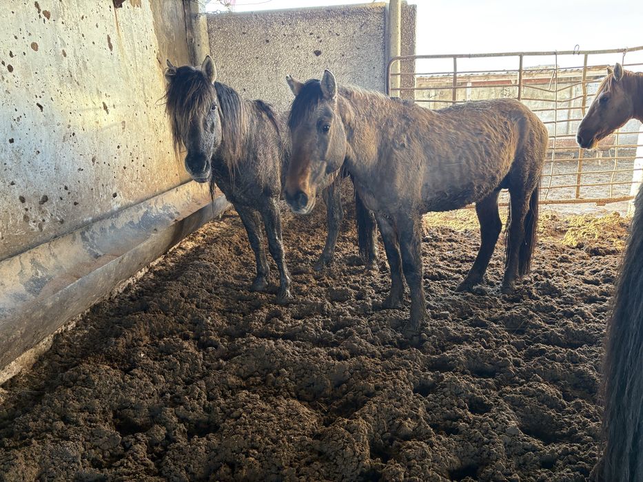 Айғырлар сатылады