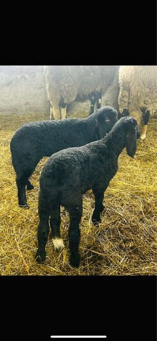 Oi sarbesti 5+1 toate tinere