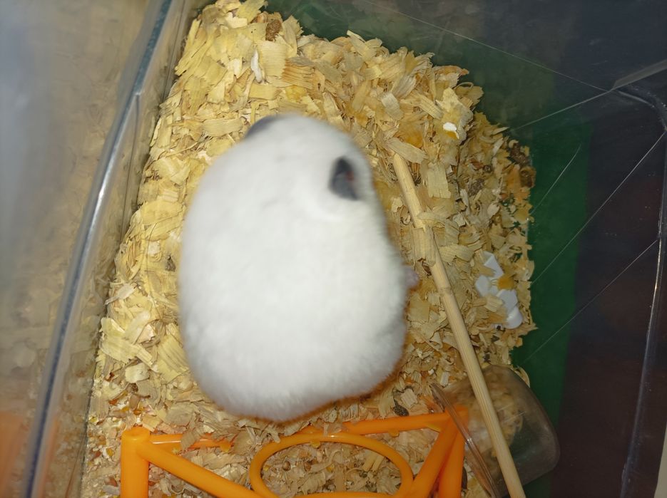 Сирийский белый хомяк