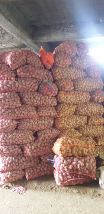 Cartofi de sămânță albi si rosii