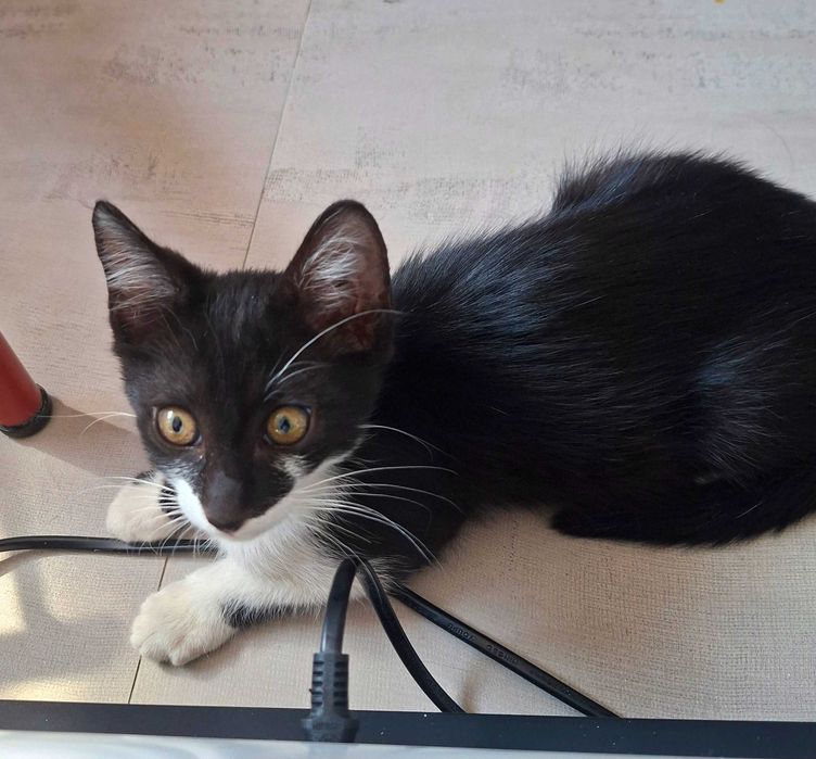 Adoptie pui de pisica motanel,ioachim