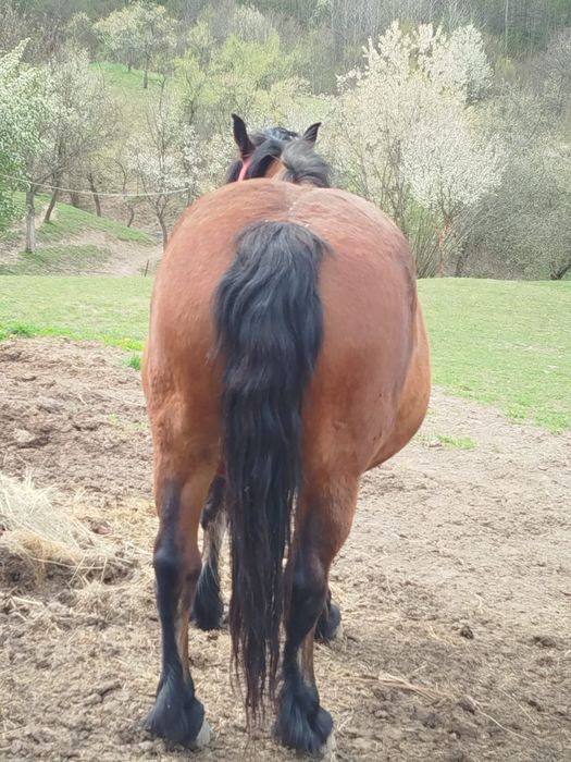 Iapa si manz de vanzare