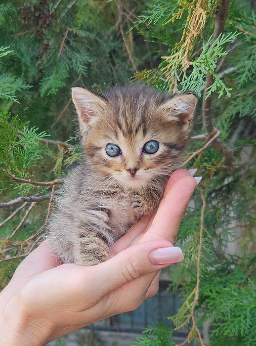 Котёнок ищет дом