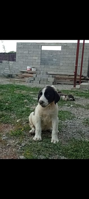 Алабай ұрғашы 1,5 ай