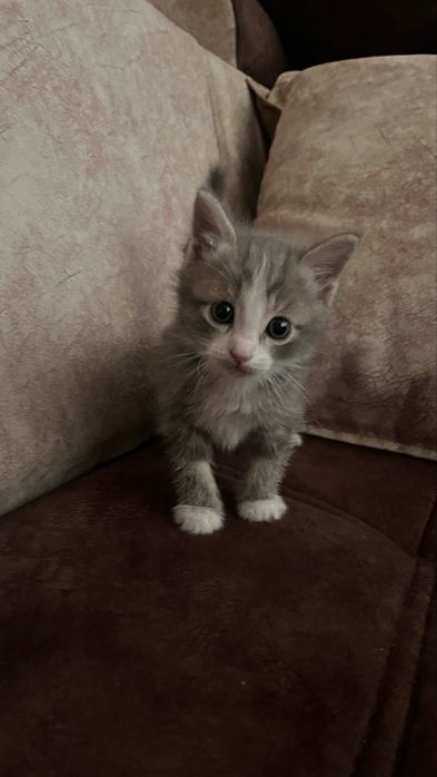 Здороаый котенок в добрые руки