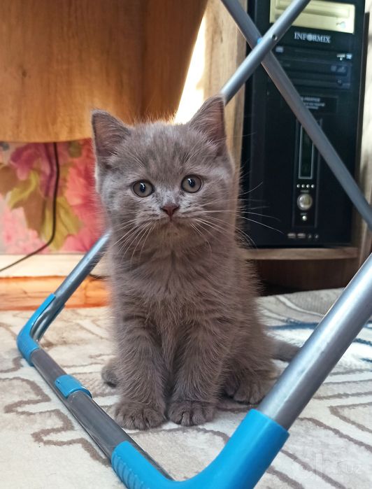 Милые Скоттиш страйтики