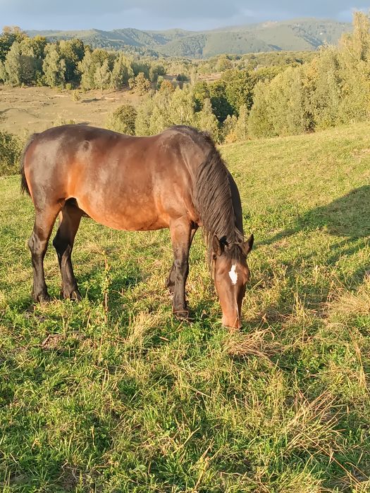 Cai  de vânzare.