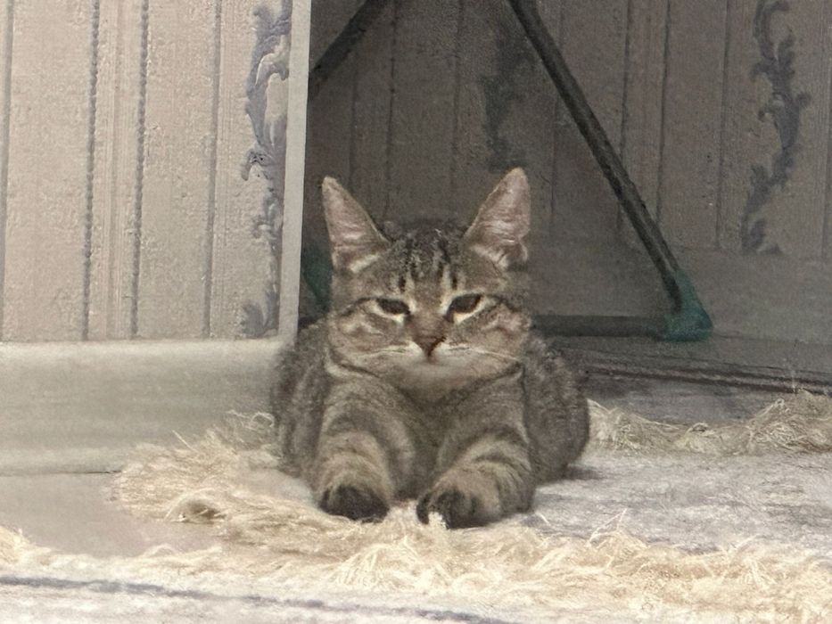 Котенок 4 месяцев