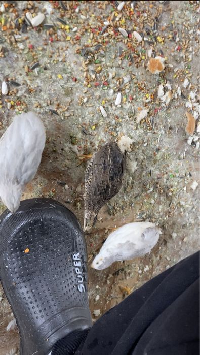 Vand oua prepeliță chinezească