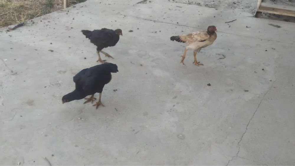 Дакан товуклар сотилади