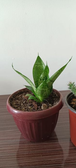 Бөлме гүлдері .комнатные цветы