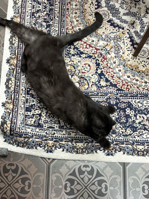 Кошечка, вислоухий шотландец