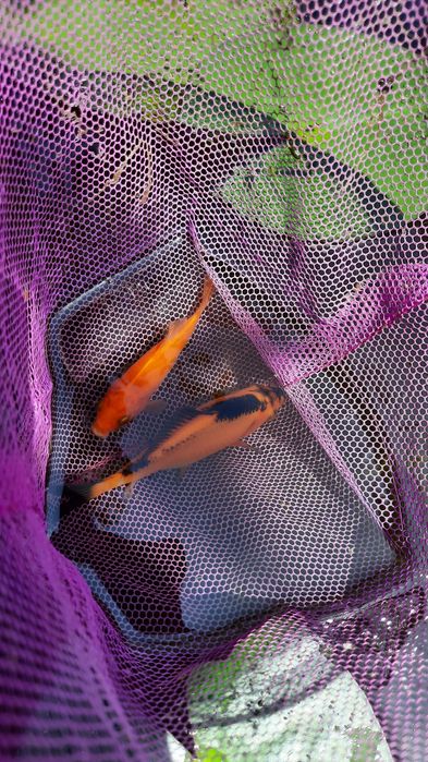 Езерни риби каракуда