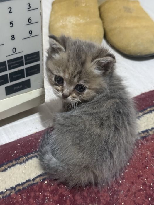 Котята 3 мальчик 3 девочек