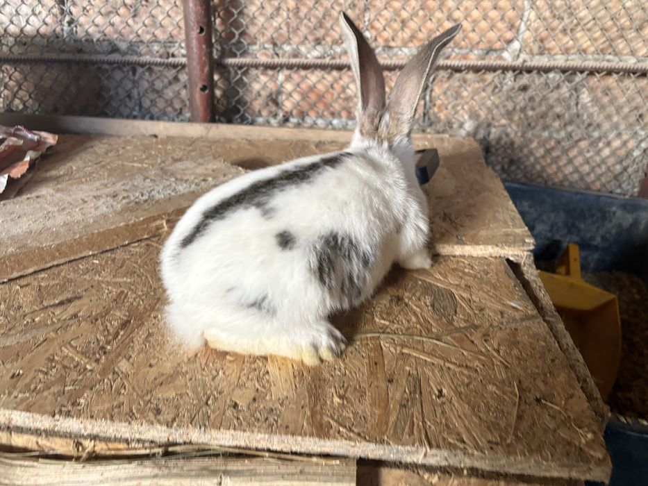 De vanzare fluture german pui si maturi