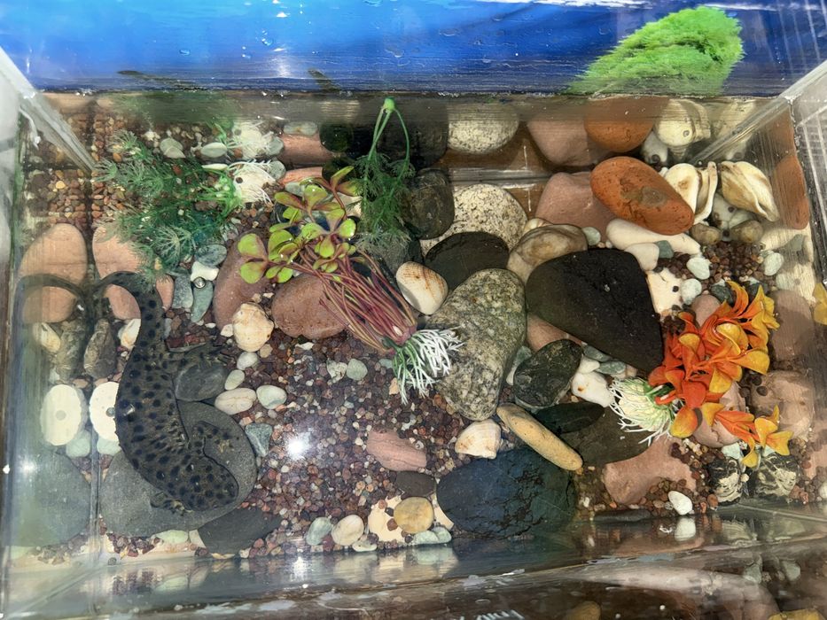 Продам тритона водяного