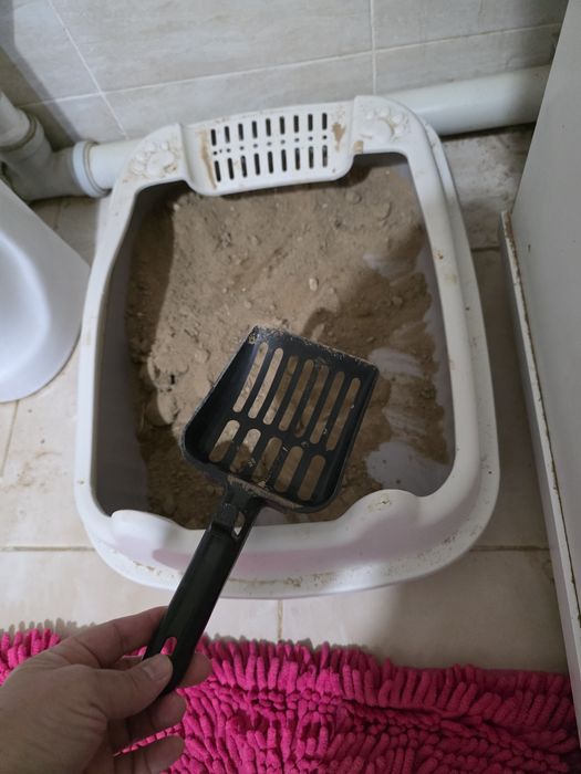 Мысық сатамын барлық заттарымен