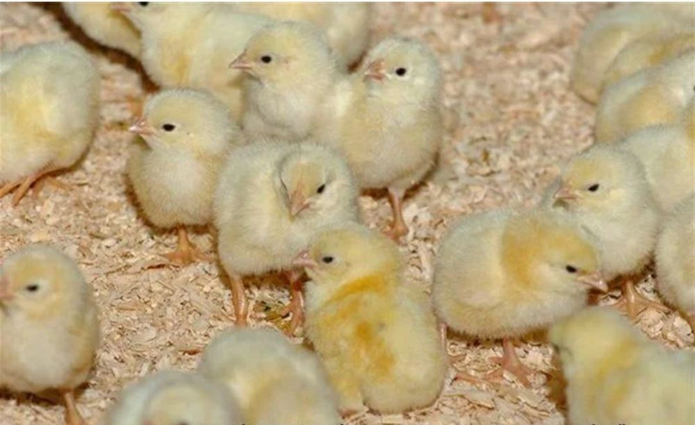 Цыплята 3 месяца чем кормить. Взросление цыплят. Цыплята 3 месяца чем кормить. Как кормить цыплят. Молодняк птицы.