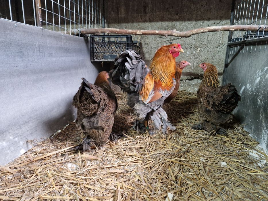 Oua incubat brahma pitic