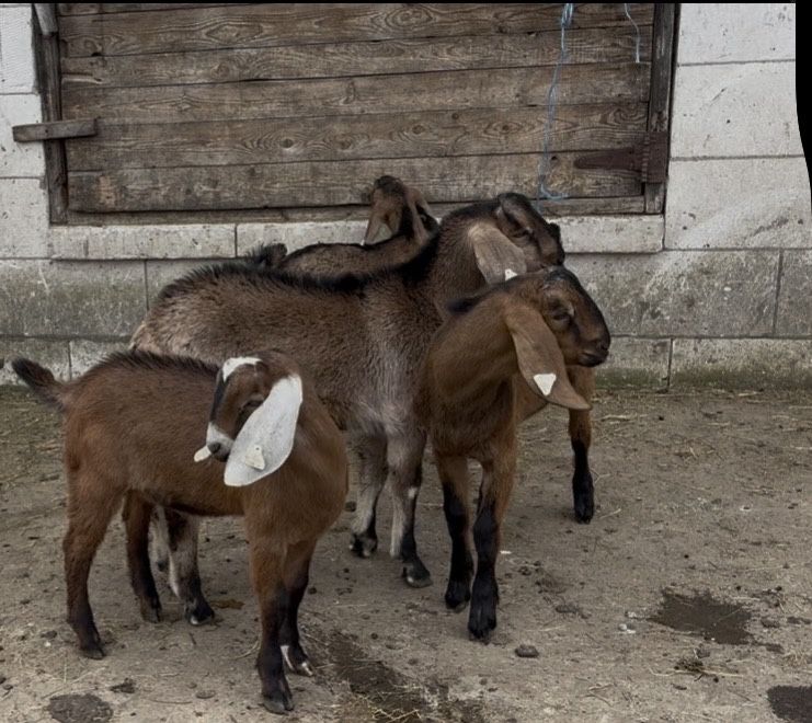 Tapi anglonubieni rasa pura